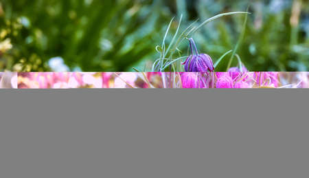 Beautiful flowers from my garden. A series of beautiful garden photos.の写真素材