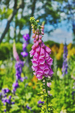 Beautiful flowers from my garden. A series of beautiful garden photos.