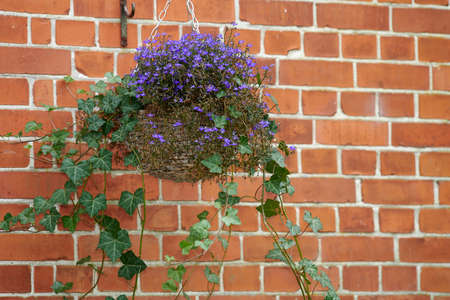 Beautiful flowers from my garden. A series of beautiful garden photos.の写真素材