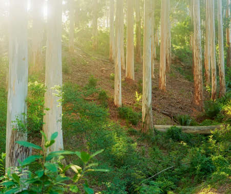 Landscape of pine forest and lush shrubs in the mountains on a sunny day. Slim tree trunks and...