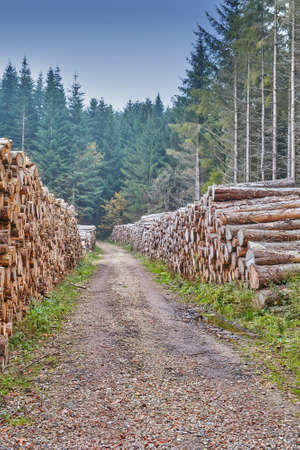 Tree stumps stacked in a lumber mill outside in a cultivated pine forest in Europe. Deforestation of...