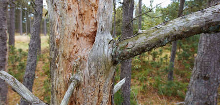 Splinters, cracks and moss on big broken tree trunk in a park or forest outdoors. Wooden texture of...