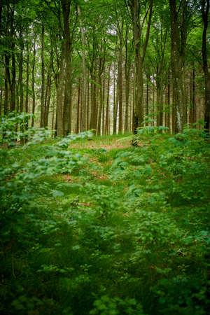 A lush green forest with tall trees and shrubs in a remote nature environment. View of natural vegetation with vibrant leaves, plants in spring. A mysterious place for adventure walks and travelの写真素材
