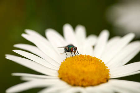 A green bottle fly pollinating a daisy on a summer day. Closeup detail of a blowfly sitting on a...