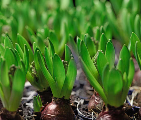 Closeup of poisonous crocus plants growing in mineral rich and nutritious soil in a landscaped and...