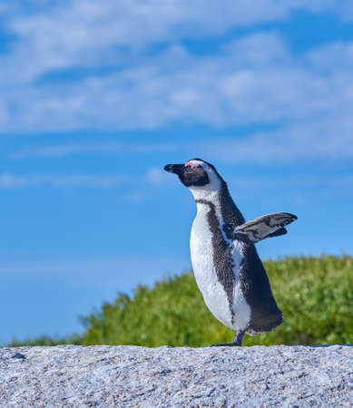 A sunbathing penguin standing on a rock on a summer day with a blue sky background and copy space. An arctic animal or bird walking on a stone outdoors in nature with copyspaceの写真素材