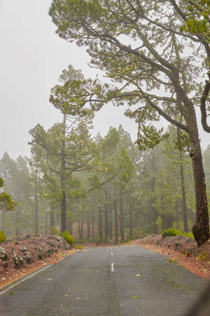 Empty road in a foggy forest with a grey sky. Landscape of a mysterious and misty roadway in nature, traveling through a beautiful scenic hill or mountain with green trees in La Palma, Spainの写真素材