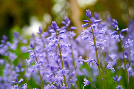 Bluebell flowers in a backyard garden in spring. Scilla siberica flowering plants growing in a...