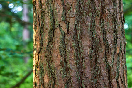 Moss and algae growing on a big tree trunk in a park or garden outdoors. Closeup of brown wooden...