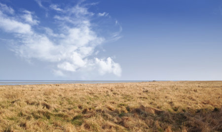 Landscape of a dry open field by the sea in the East coast of Kattegat, Jutland, near Mariager fjord, Denmark showing change in season. Springtime in an arid coastal meadow in the wildernessの写真素材