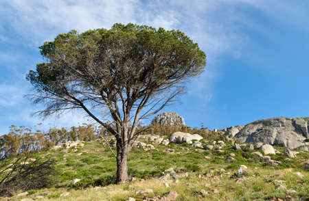 Lush green pine tree and grass growing around rocks on Table Mountain, Cape Town, South Africa with...