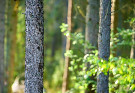 Landscape view of wild fir, cedar or pine trees growing in remote countryside woods. Texture detail...