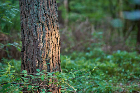 Tree trunk isolated against a bright, colourful leafy forest background. Textured tree bark...