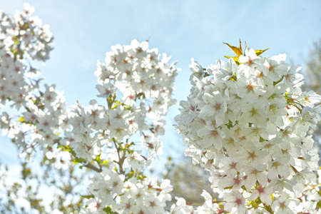 Below view of mirabelle plum blooming and flowering in the spring season. Plant life in its natural...