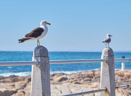 Two seagulls perched on a barrier on the promenade by the harbour with copy space. Full length of...