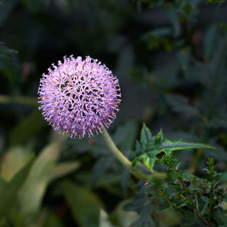 Closeup of a purple globe thistle flower growing in a garden with blur background copy space. Beautiful outdoor echinops perennial flowering pant with a green stem and leaves flourishing in a parkの写真素材