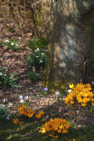 Yellow crocus flavus flowers growing around a tree trunk in a forest outside. Closeup of a beautiful bunch of flowering plants with vibrant petals blooming and blossoming in a natural environmentの写真素材