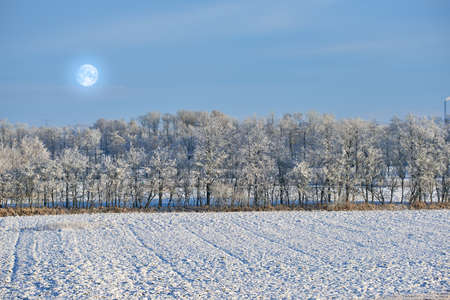 Tall trees on an open field during winter on a cold moonlit night. Large woods surrounded by snow covered land, grass and foliage. Landscape of nature thriving and growing through the icy seasonの写真素材