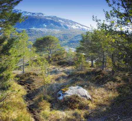 Landscape view of pine tree forest with mountain snow, blue sky and copy space background in Norway....