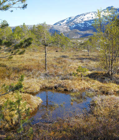 Rural landscape of an overgrown meadow with uncultivated wet marshland. Copyspace with dry grass and...