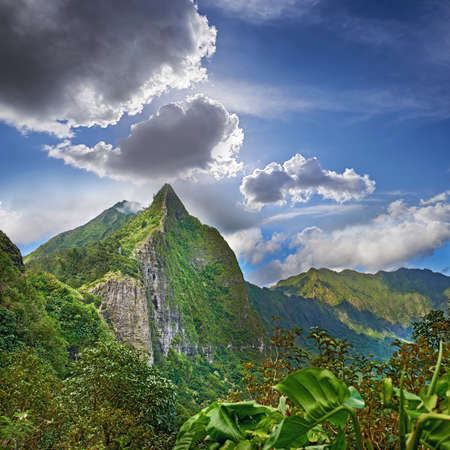 Photos of Oahu jungle - Hawaii. Images from Oahu - The state of Hawaii..