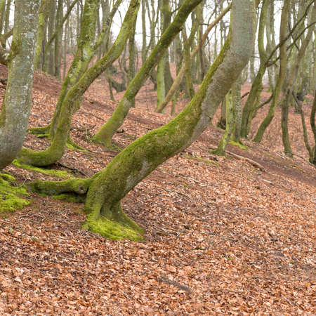 Forest in autumn. Photo of the fantasy forest in Rebild, Denmark.の写真素材