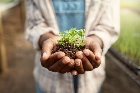 Farmer holding dirt with growing plant. Blooming plant in the hand of a farmer. Closeup of hand of farmer holding soil. Farmer holding harvested sprouting plant. Farmer standing in a greenhouseの写真素材