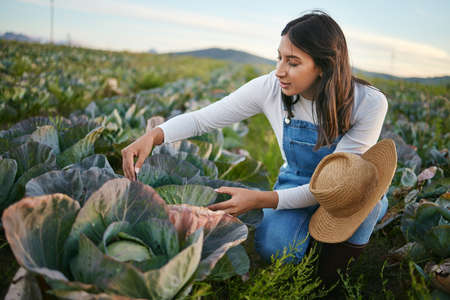 Woman farmer working in a cabbage field on a farm. Young brunette female with a straw hat looking at the quality of her organic vegetablesの写真素材