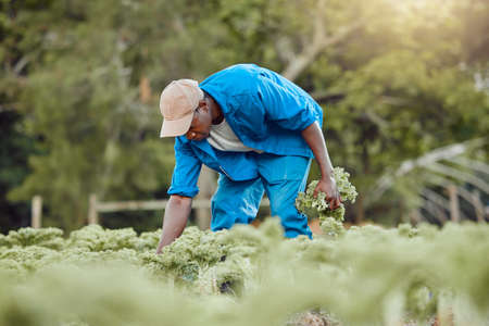 The world is going green. a young farmer standing alone and harvesting kale.の写真素材