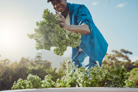 Lots of health-focused people will be happy. a young farmer standing alone and harvesting kale.の写真素材