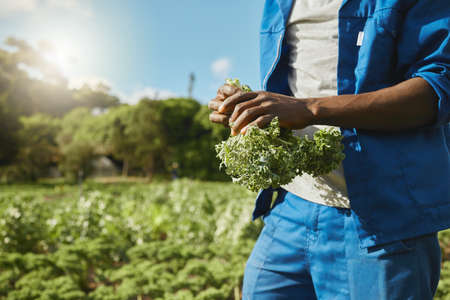 Your hands are the only tools you need. an unrecognizable male farm worker tending to the crops.の写真素材