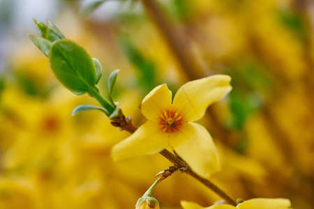 Beautiful vibrant border forsythia flower growing in a backyard or garden in spring season. Closeup...