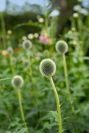 Closeup of blue Globe Thistle growing in a green garden with a blurry background and bokeh. Macro details of soft flowers in harmony with nature, tranquil wild flowerheads in a zen, quiet backyardの写真素材