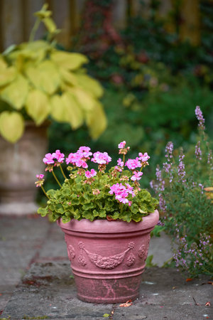 Pink flowers in a vase in a backyard garden in summer. Zonal geranium flowers displayed in a vessel or jar on a lawn for landscaping and decoration. Flowering pot plant ina natural environmentの写真素材