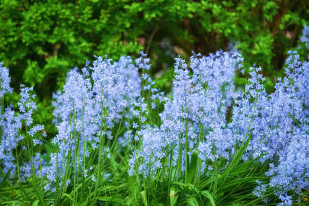 Blue flora blooming in a lush grassy meadow. Bluebell Scilla Siberica flowers growing in a quiet peaceful private home or botanical garden with vibrant green plants growing around it in summer.の写真素材