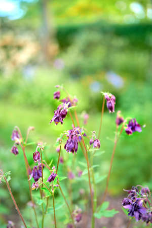 Colorful purple flowers growing in a garden. Closeup of beautiful common columbine, grannys bonnet or aquilegia vulgaris plants with vibrant petals blooming and blossoming in nature on a sunny dayの写真素材