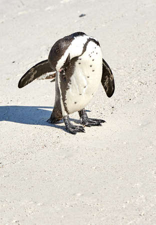 Black footed African penguin scratching, cleaning or self grooming on sand beach of a conservation reserve in South Africa. Protected endangered waterbirds, aquatic sea or ocean wildlife for tourismの写真素材