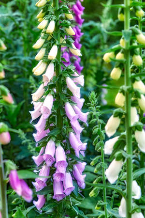 Wildflowers blossoming on stems in nature. Purple foxgloves growing in a backyard garden in summer. Closeup of purple flowering plants blooming on a field in its natural environment in spring.の写真素材