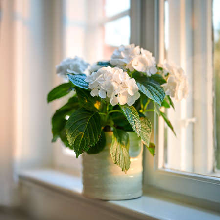 Beautiful white hydrangeas displayed in a vase on a windowsill old at home. Pretty flowers in a jar of a home for decoration and color in a room. Perennial flora with leaves on display in a vesselの写真素材