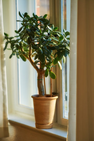Jade or crassula pot plant growing in pot as interior home decoration and believed to bring good luck. Small lucky or money tree near bright living room or study window used to improve oxygen qualityの写真素材