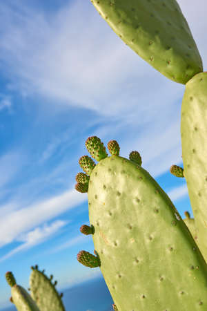 A field of prickly, green cacti against a cloudy blue sky in nature. Copyspace landscape view of a cactus plant and succulents growing in a natural environment outdoors. Closeup of plants in a parkの写真素材