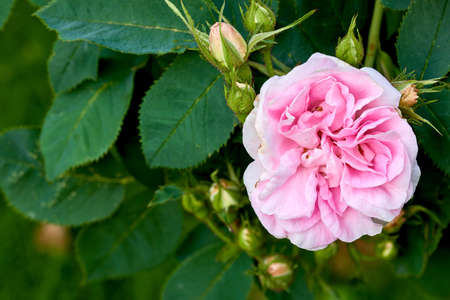 Beautiful pink dog rose and buds on a tree in a garden. Closeup of a pretty rosa canina flower growing between green leaves in nature. Closeup of petals blossoming and blooming on floral plantの写真素材