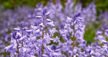 Bluebell scilla siberica flowers, a species of geraniums growing in a field or botanical garden. Plants with vibrant leaves and violet petals blooming and blossoming in spring in a lush environmentの写真素材