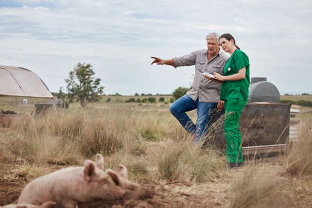 Veterinarians and farmers work closely together. a veterinarian talking to a mature man on his farm.の写真素材