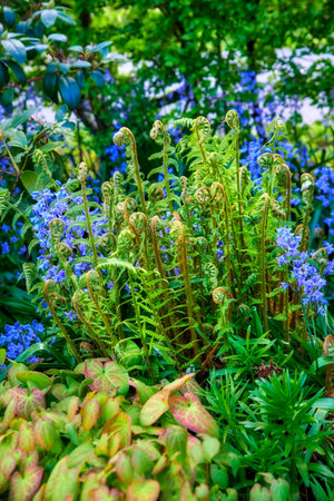 Colorful purple flowers and curly ferns growing in a garden. Closeup of spanish bluebells or hyacinthoides hispanica foliage blooming between male wood ferns or dryopteris on a sunny day in natureの写真素材