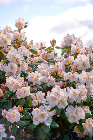 Closeup of pink Azalea flowers against a soft light on a sunny day with copy space. Zoom in on seasonal flowers growing in a field or garden. Macro details, texture and patterns wild floraの写真素材