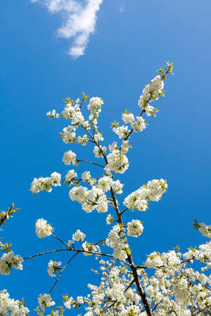 White cherry blossom flowers growing on a green branch in a home garden and isolated against blue...