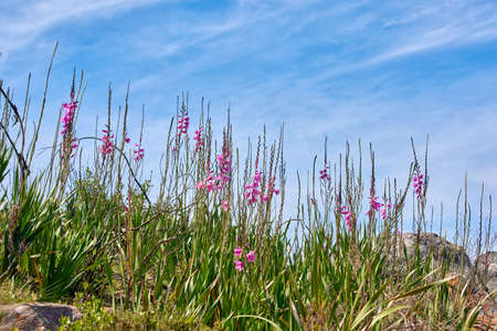 Pink wild watsonia flowers growing on hill against a blue cloudy sky. Low angle of purple Bugle Lily plants blooming between rocks and grass with copy space. Indigenous South African Iridaceae bloomsの写真素材