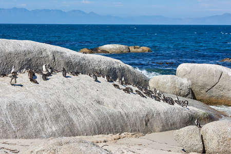 Group of black footed penguins at Boulders Beach, South Africa gathered at the sea shore. Colony of endangered jackass or cape penguins from the spheniscus demersus species in their natural habitatの写真素材