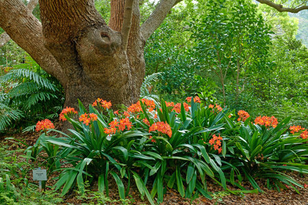 Orange bush lily growing near a tree trunk in spring. Nature landscape of indigenous clivia miniata...